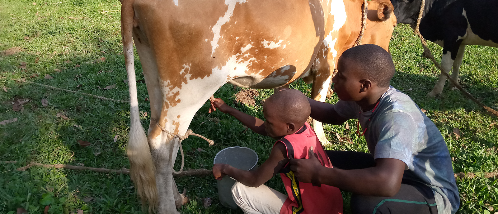 Jungen in Uganda melken Kühe